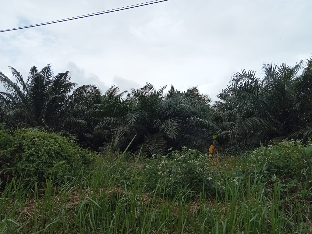 Perkebunan Sawit Masyarakat